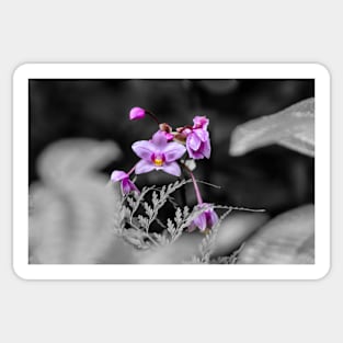 Wild Purple Orchid Sticker